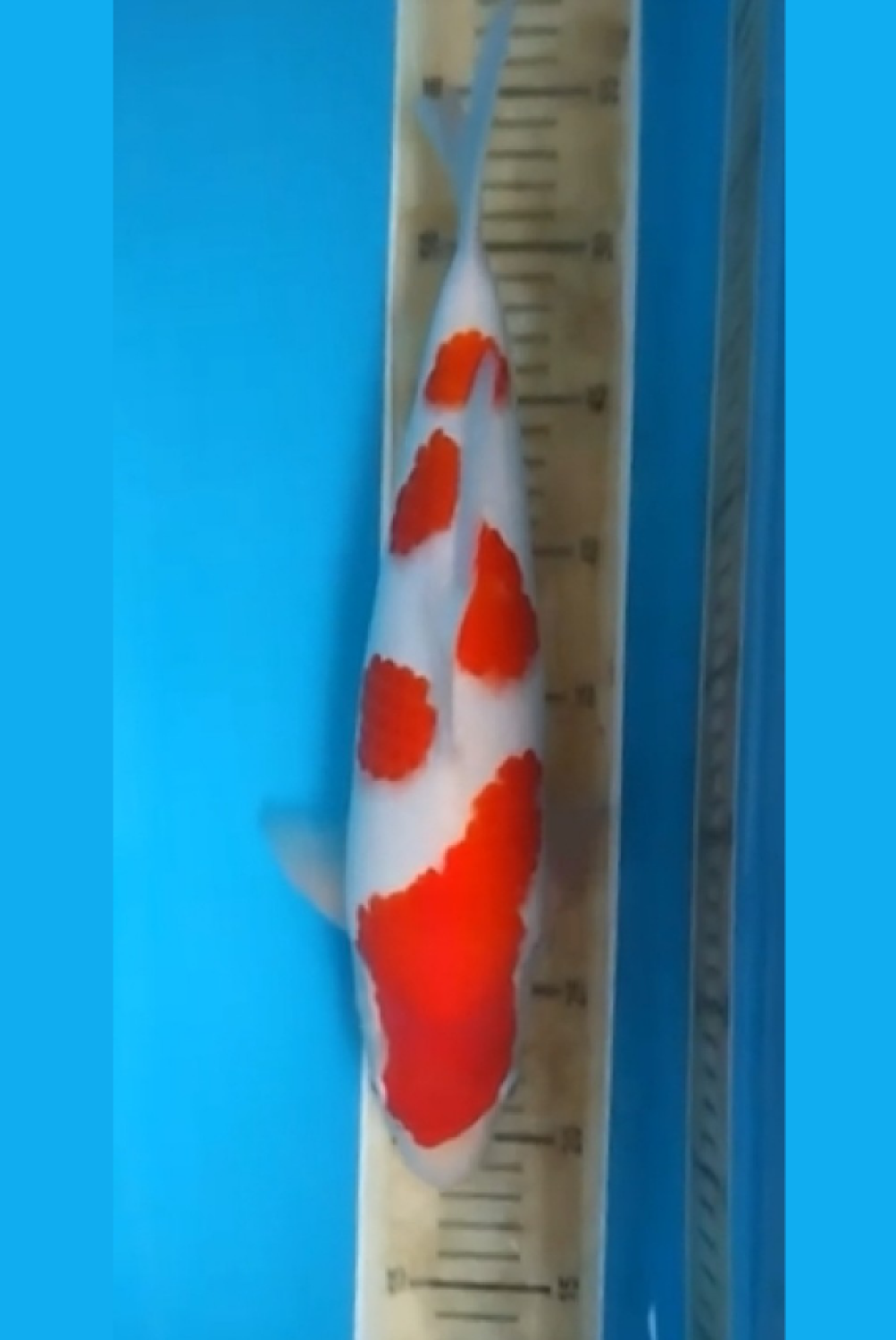 Juara 1