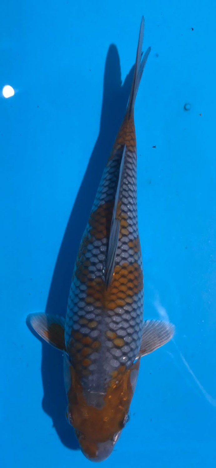 Juara 4