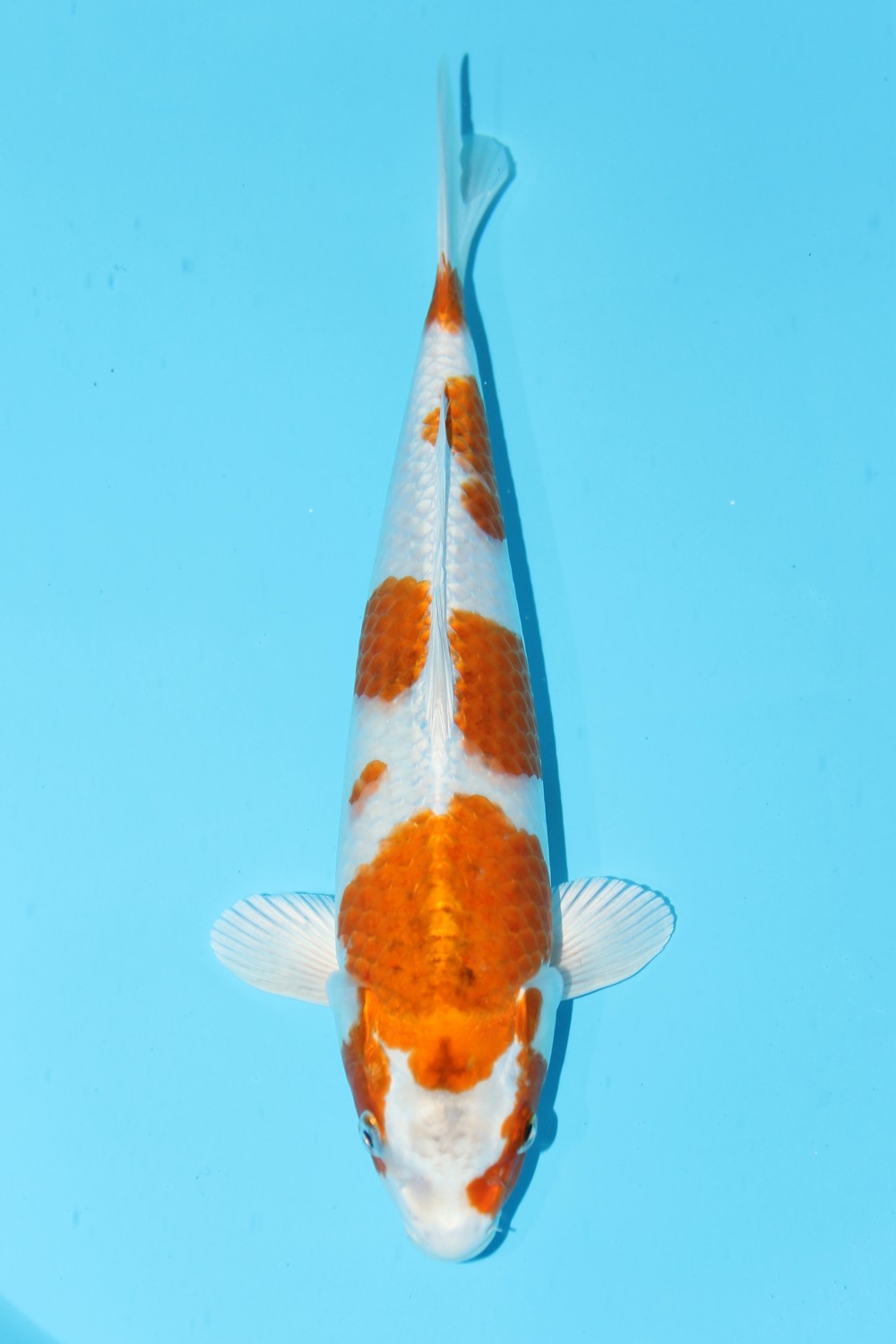 Juara 2