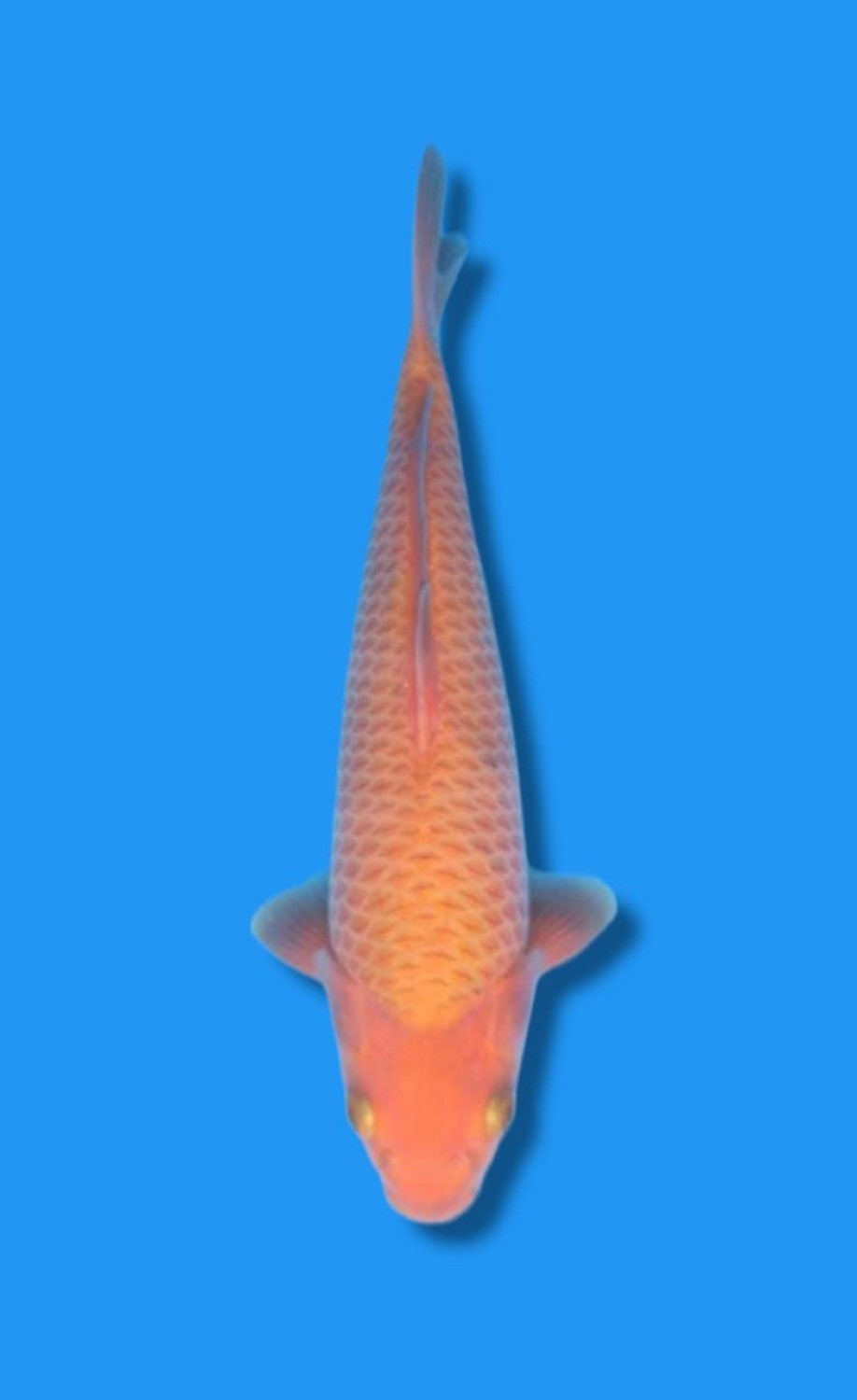 Juara 2