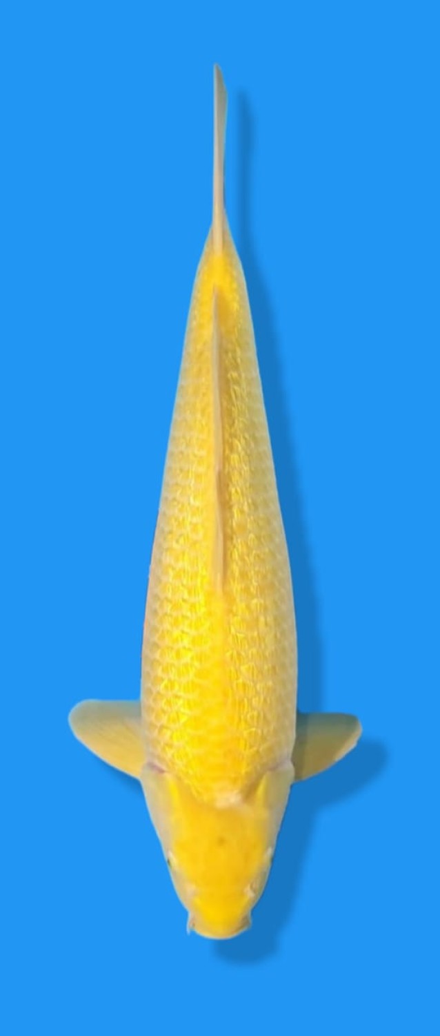 Juara 2