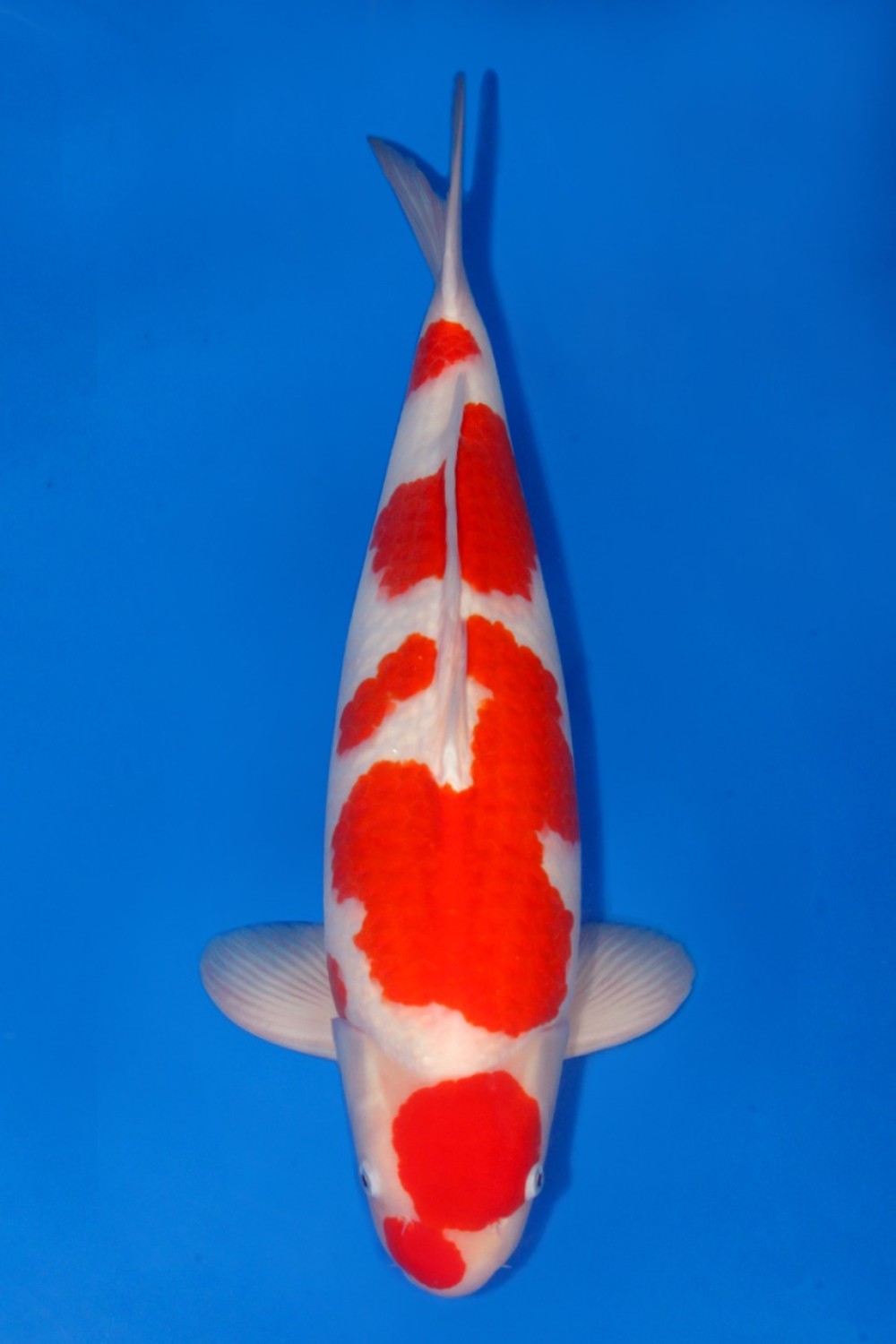 Juara 1