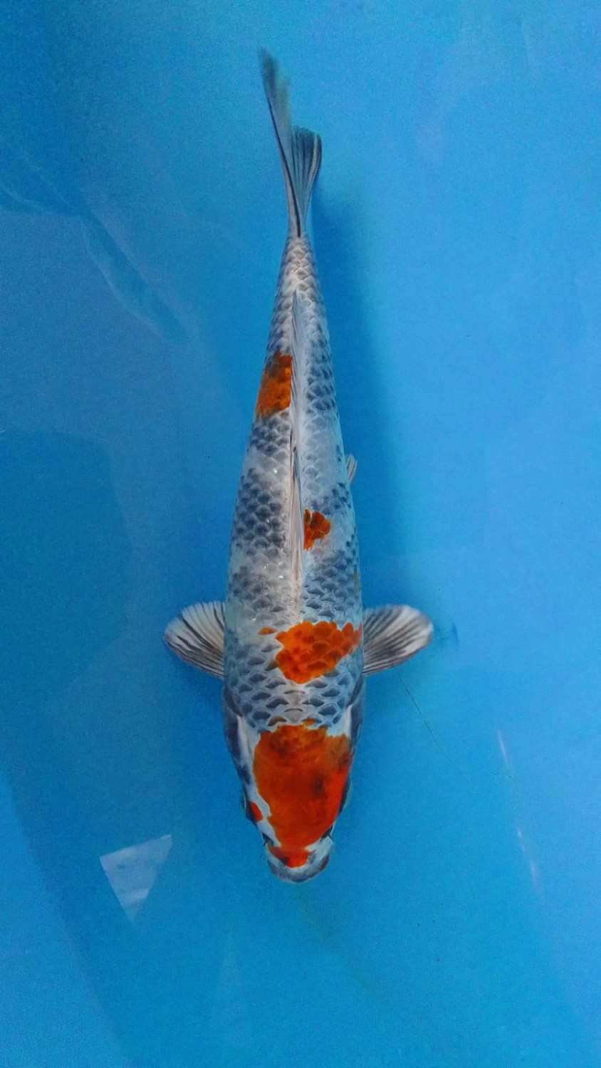 Juara 5