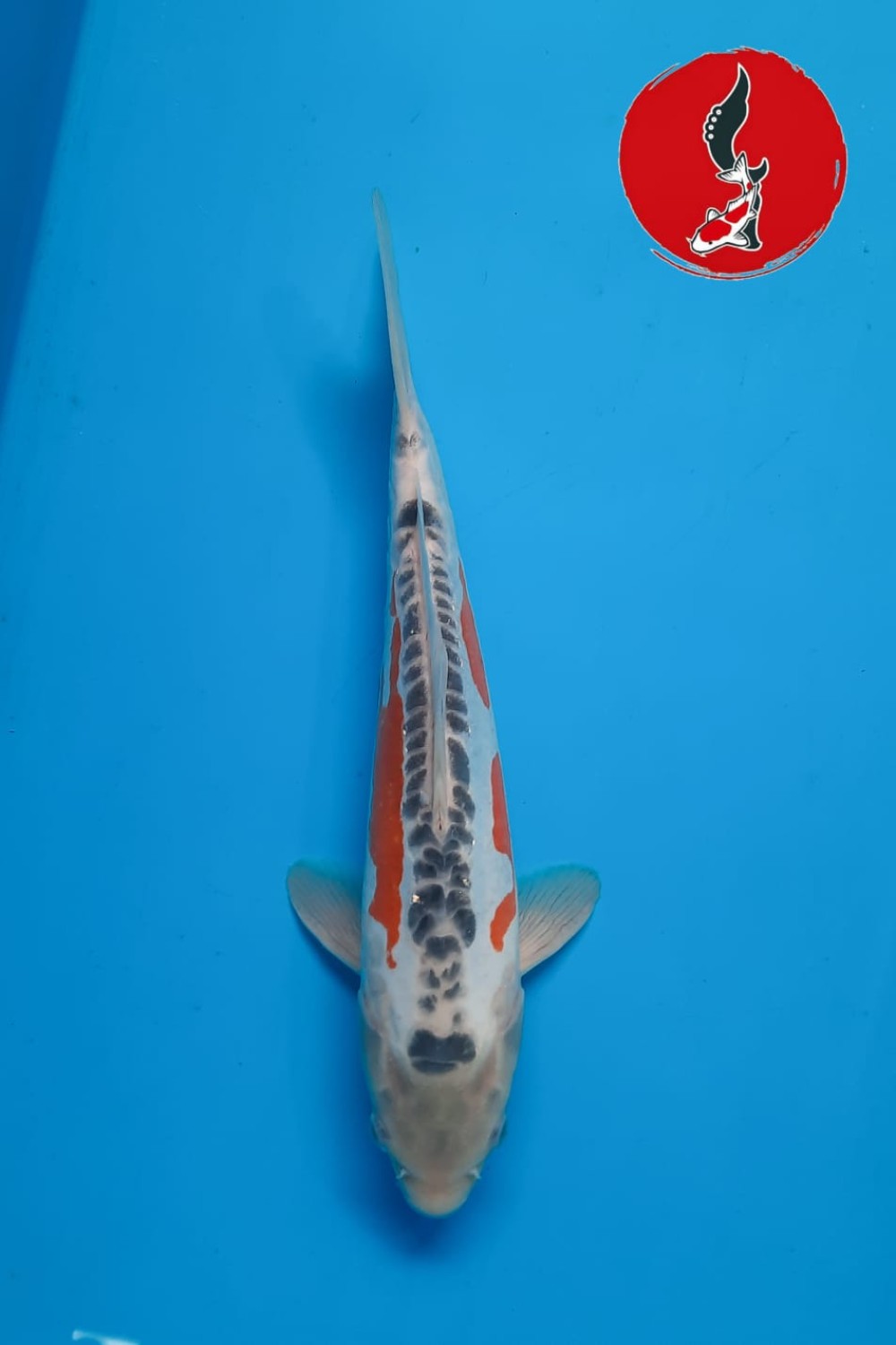 Juara 2