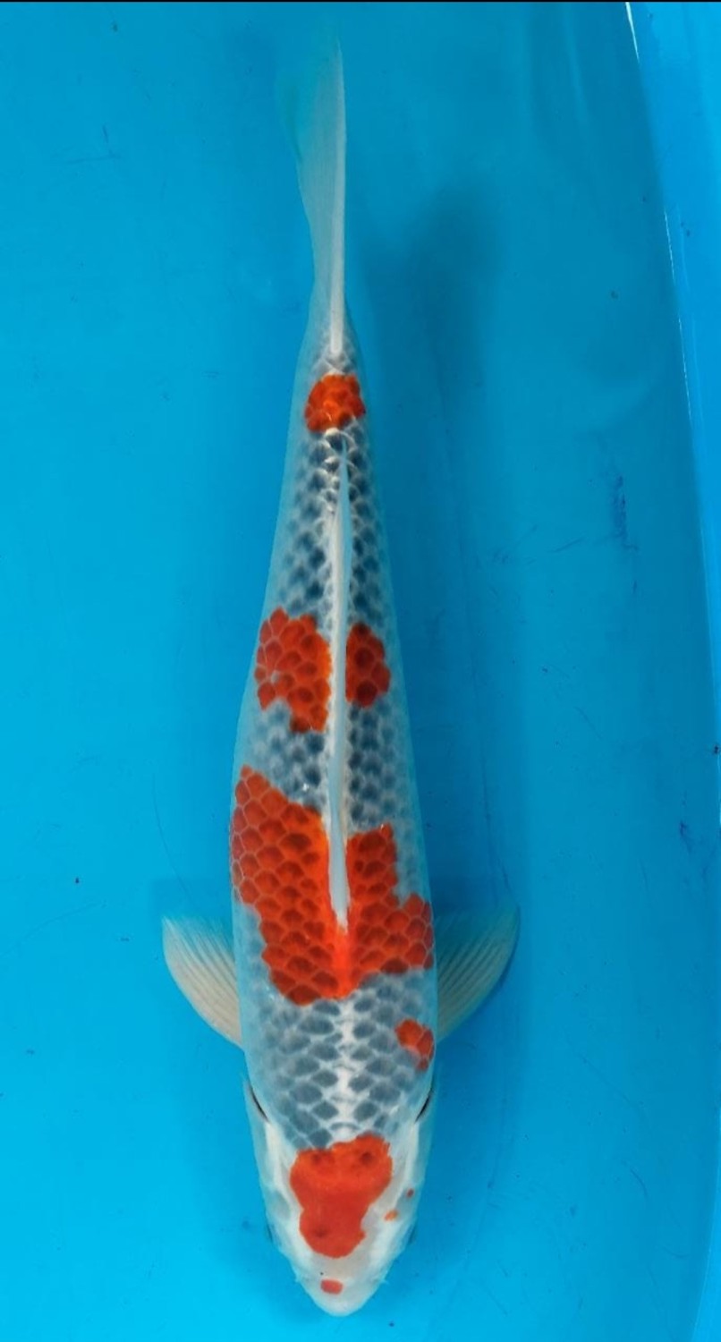 Juara 1