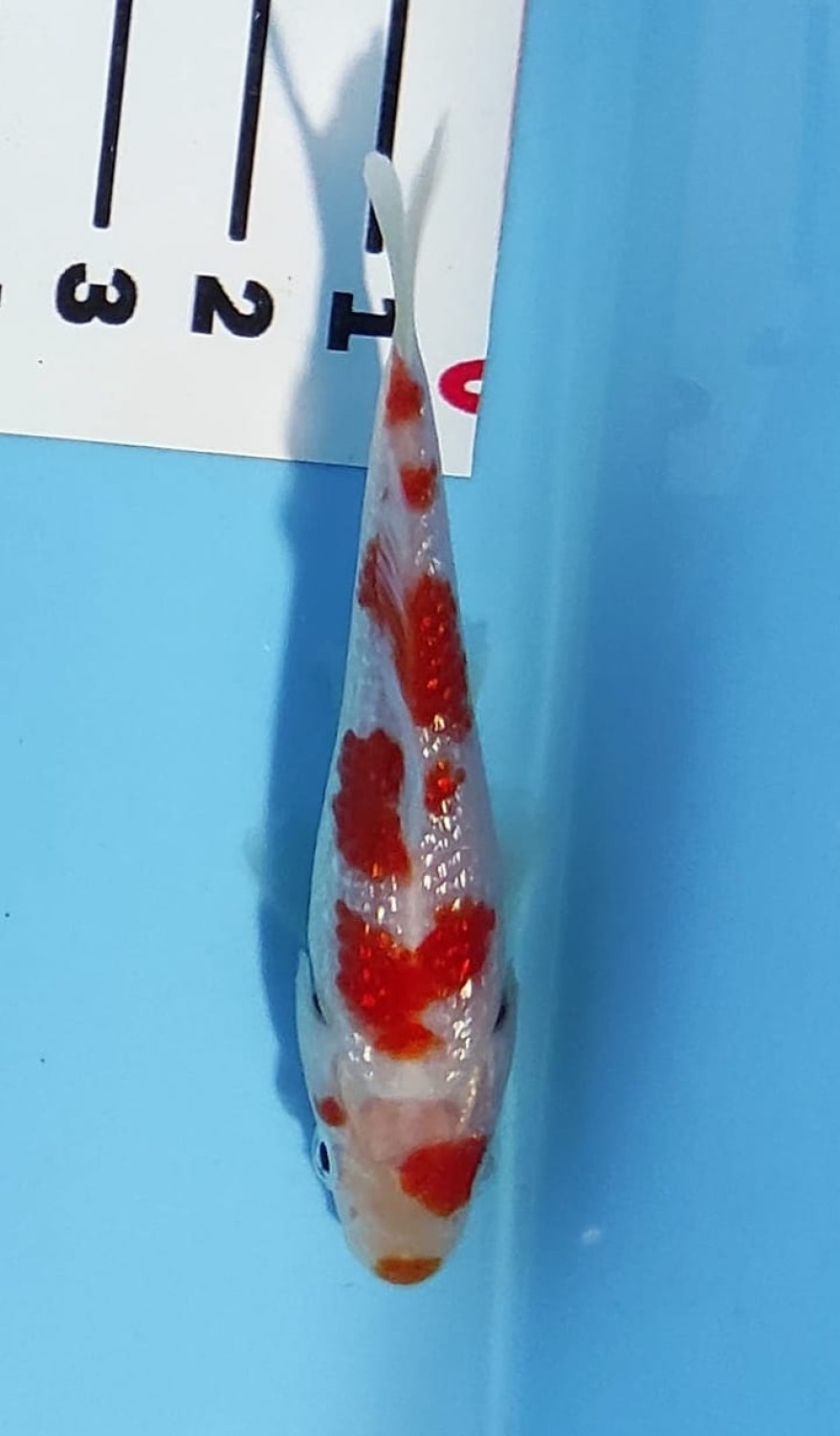 Juara 1
