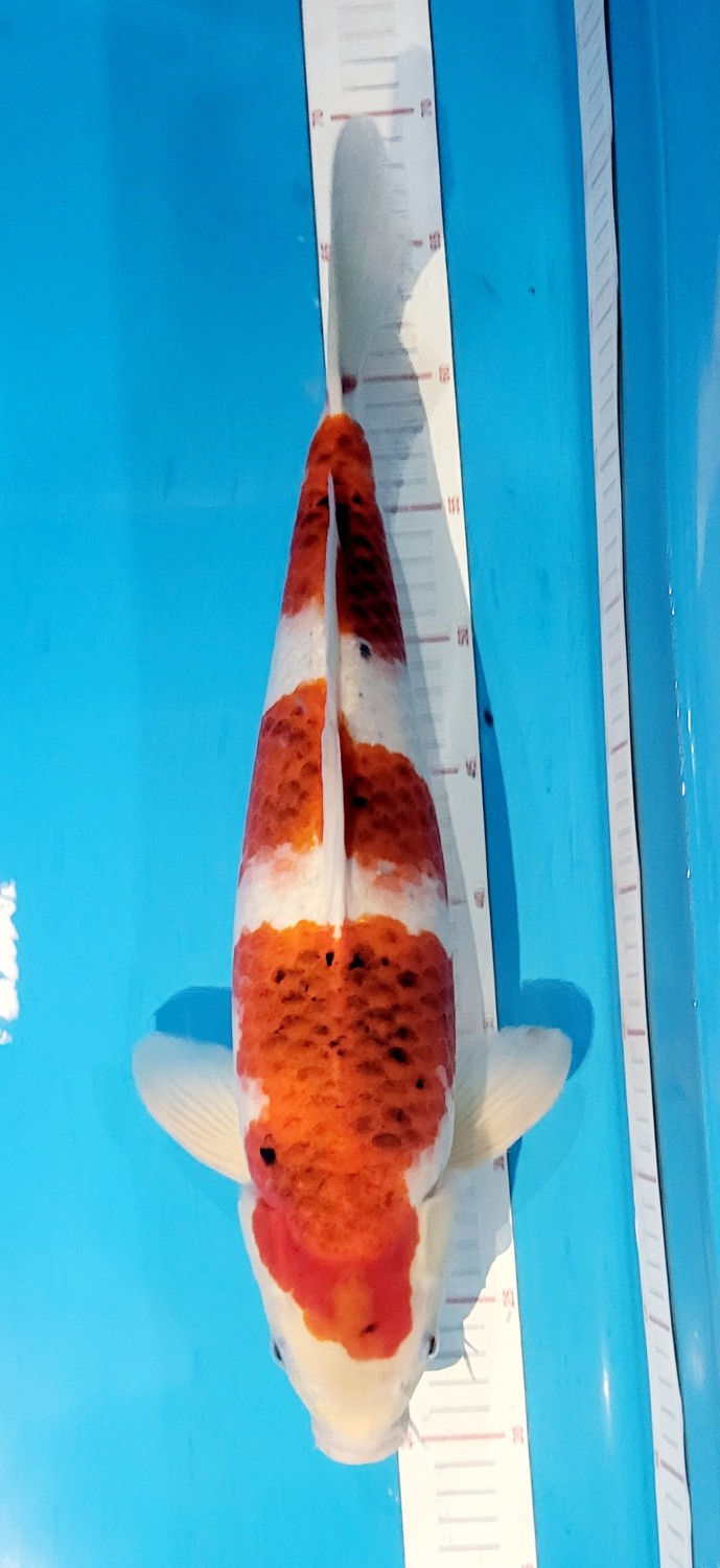 Juara 1