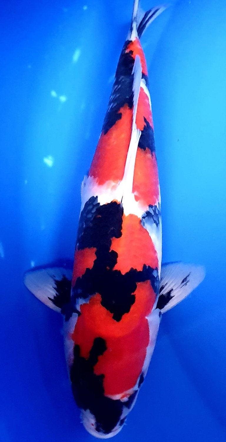 Juara 1