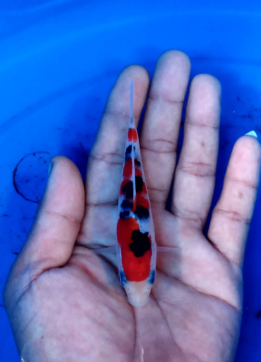 Best In Size A Up 10 cm