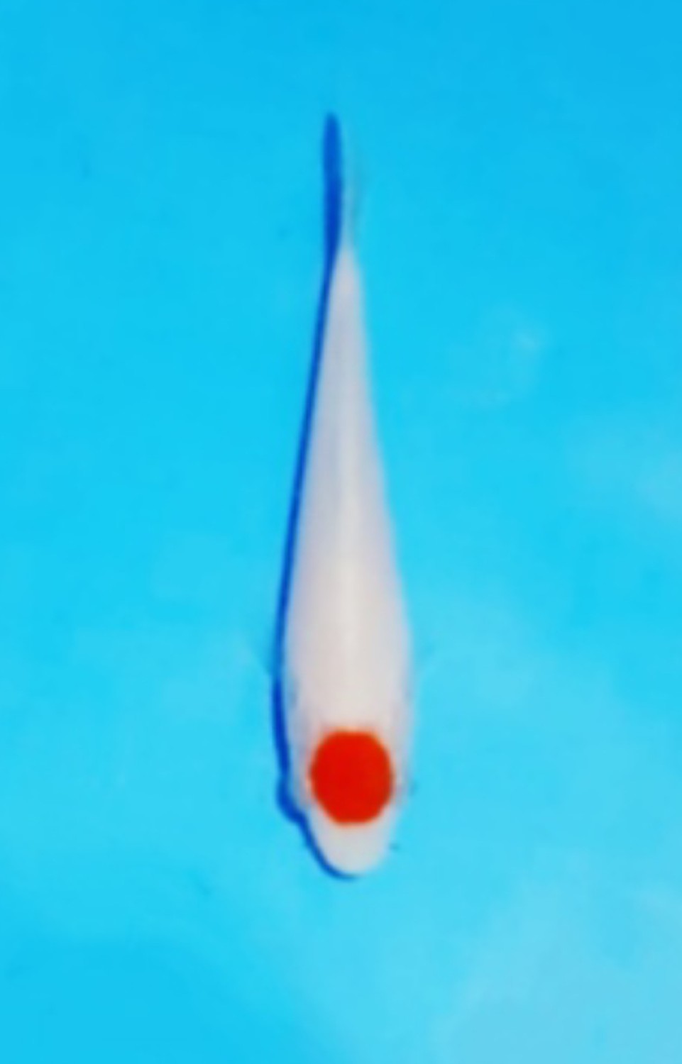 Juara 5
