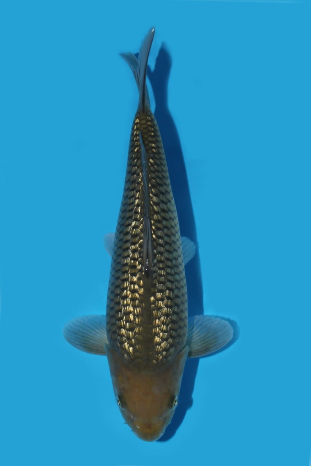 Juara 4