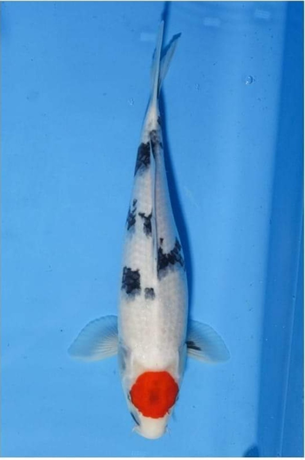 Juara 2