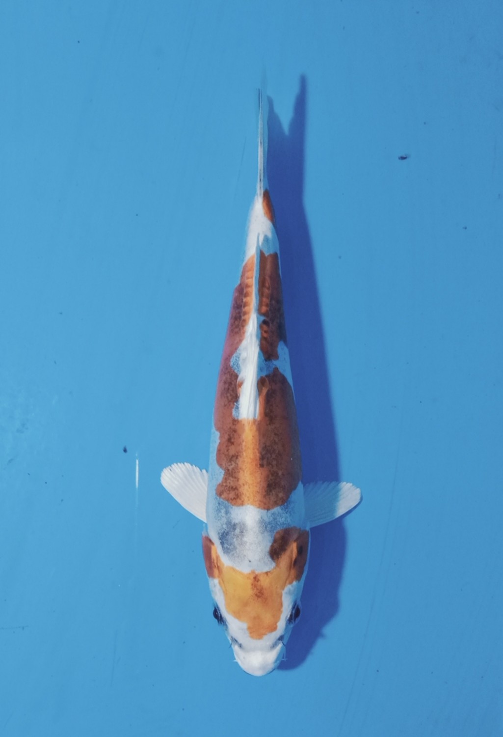 Juara 2