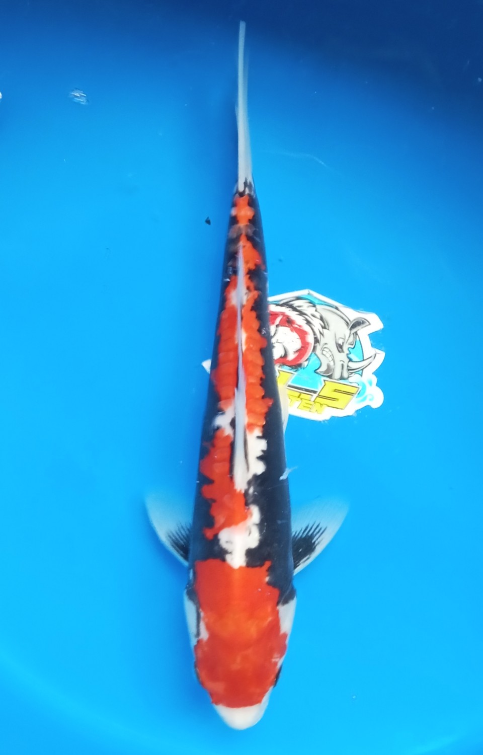 Juara 4
