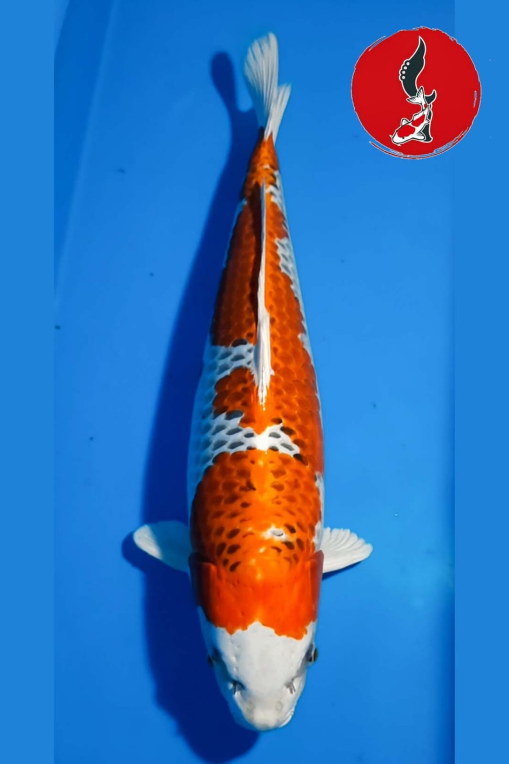 Juara 1