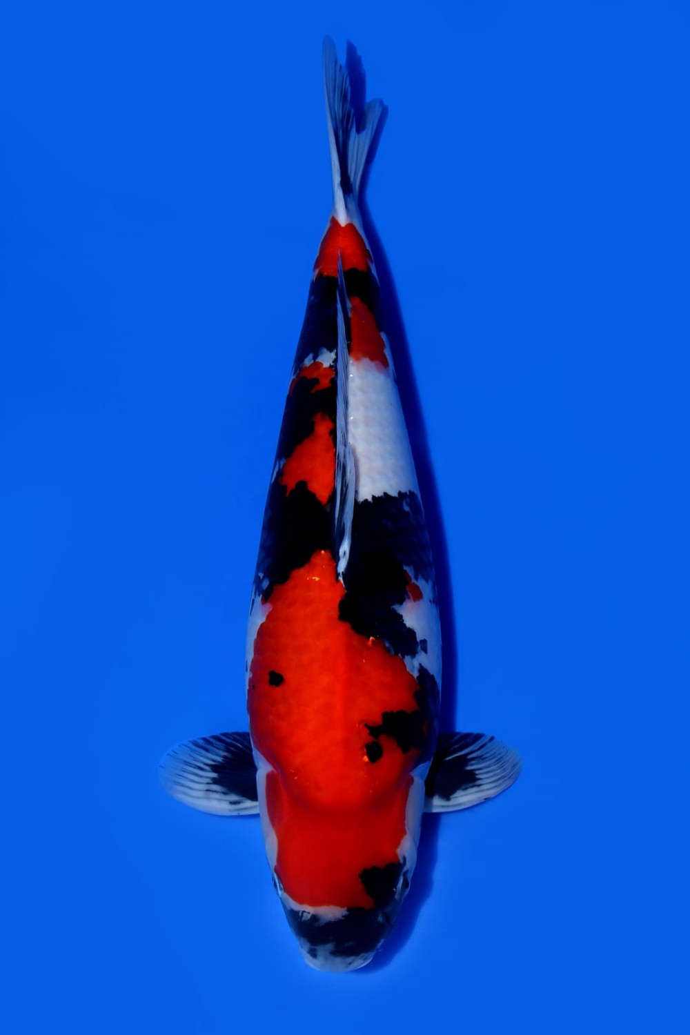 Juara 2