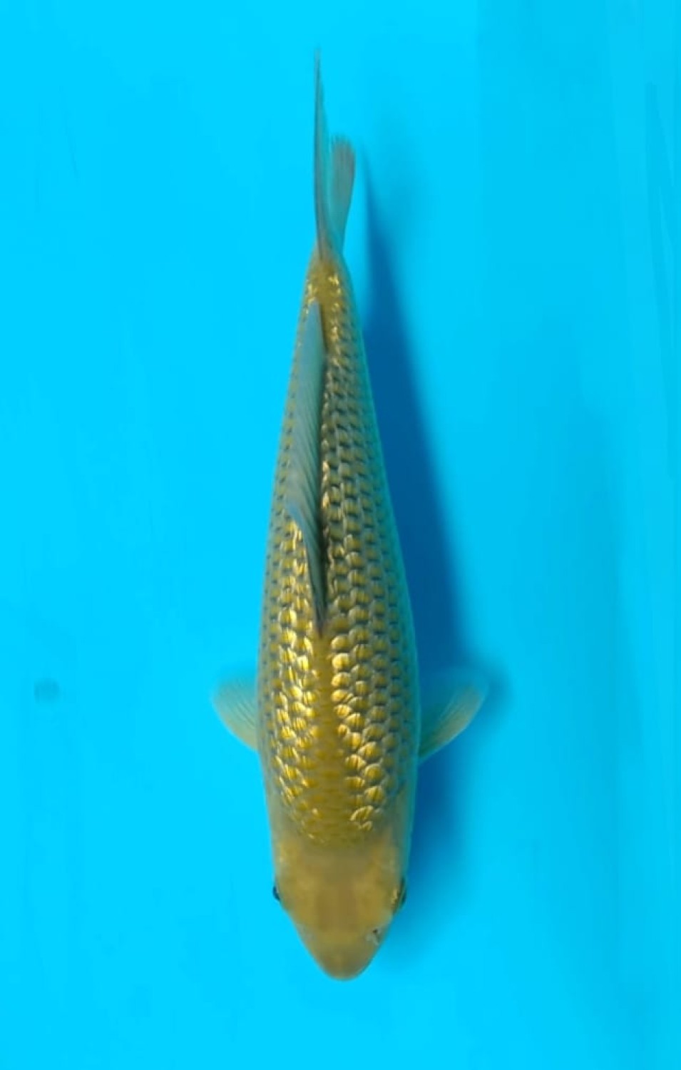 Juara 4