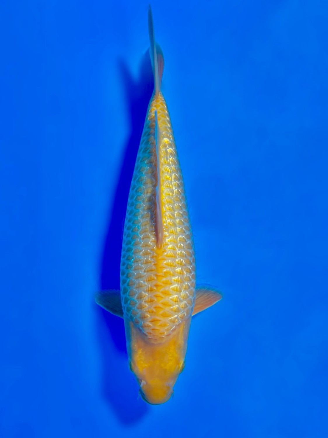 Juara 5