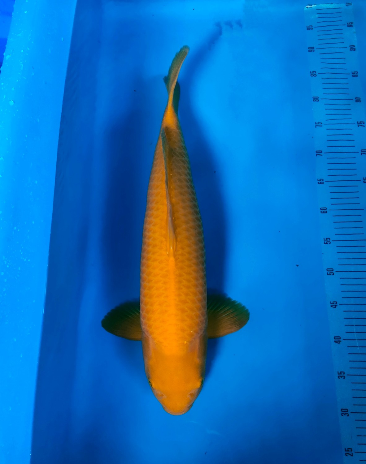 Best In Size E 51 - 55 cm