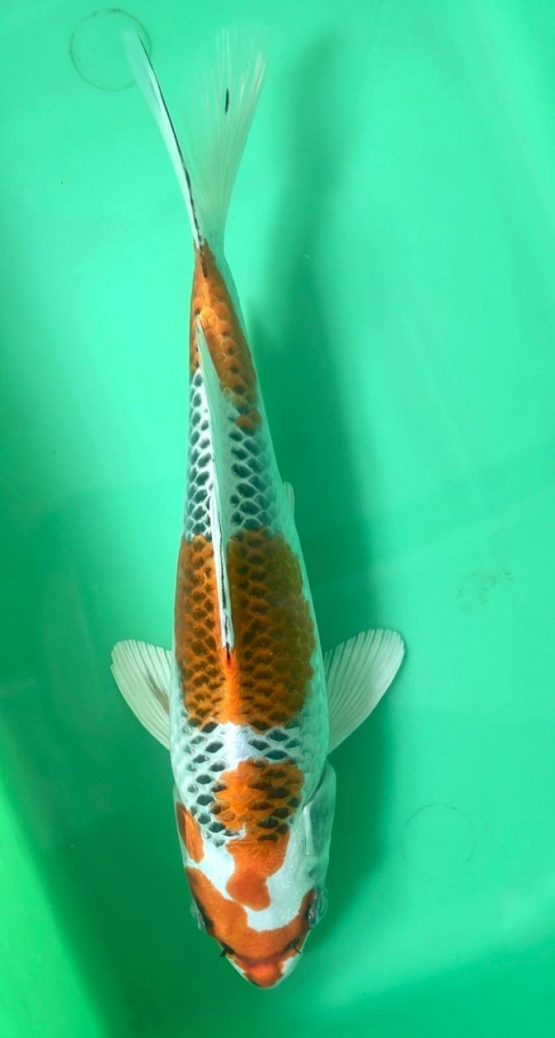 Juara 1