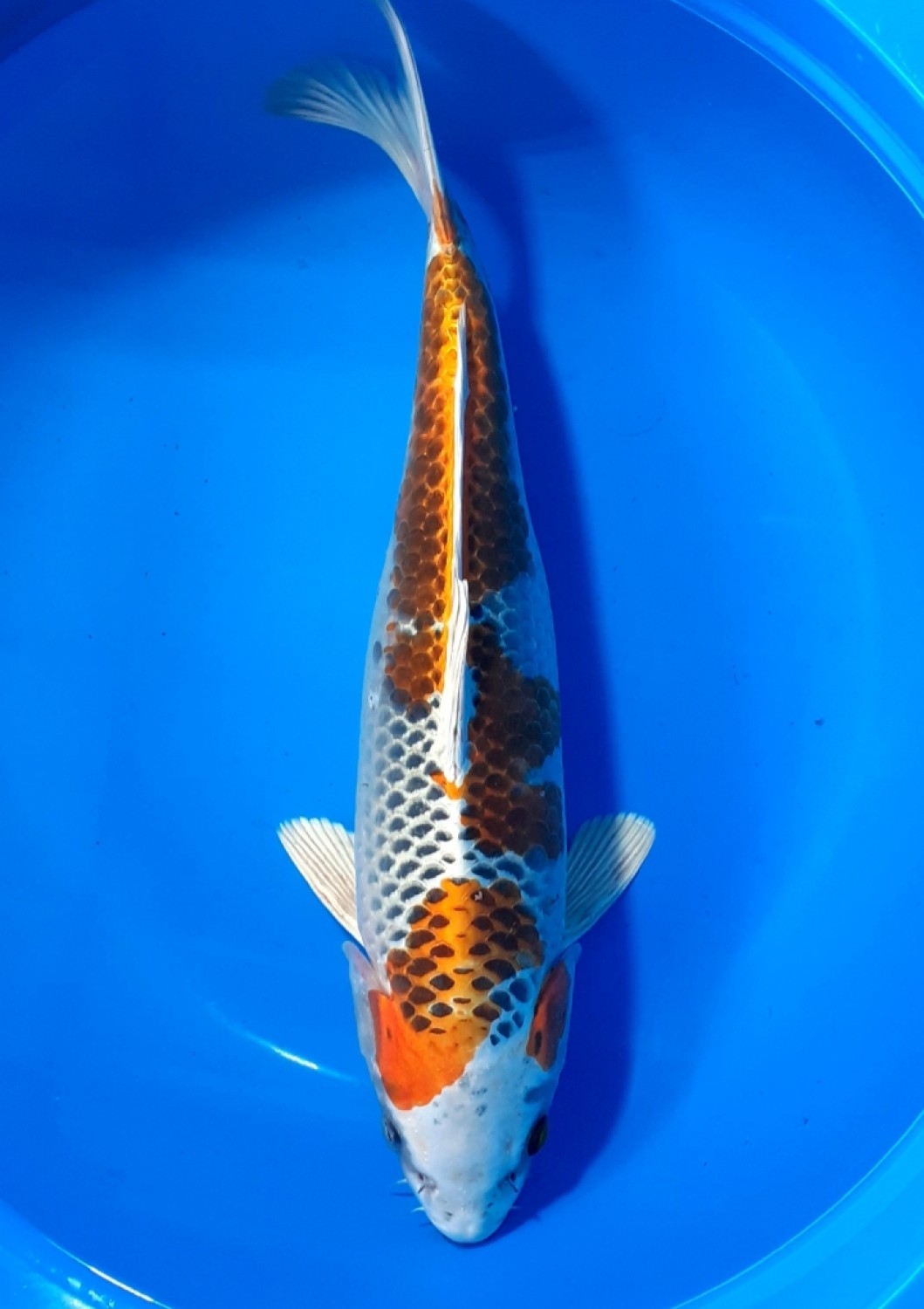 Juara 1