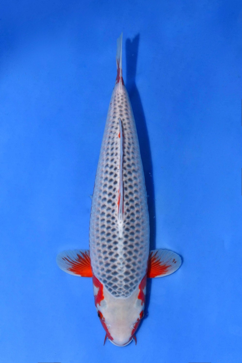 Best In Size D 56 - 60 cm
