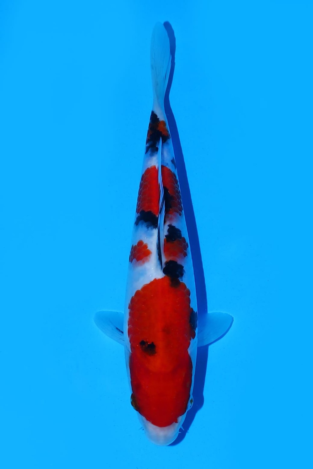 Juara 1