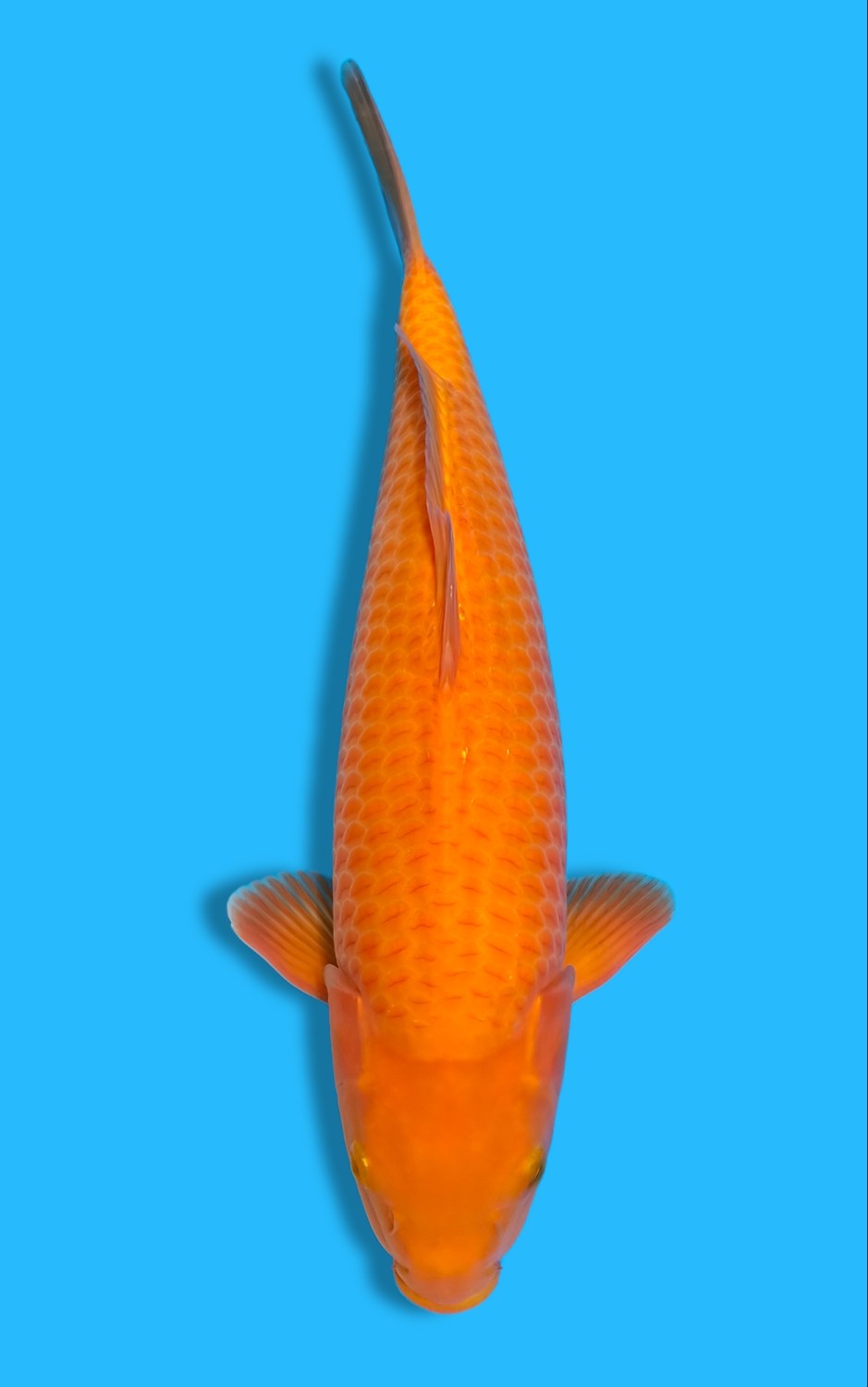 Juara 1
