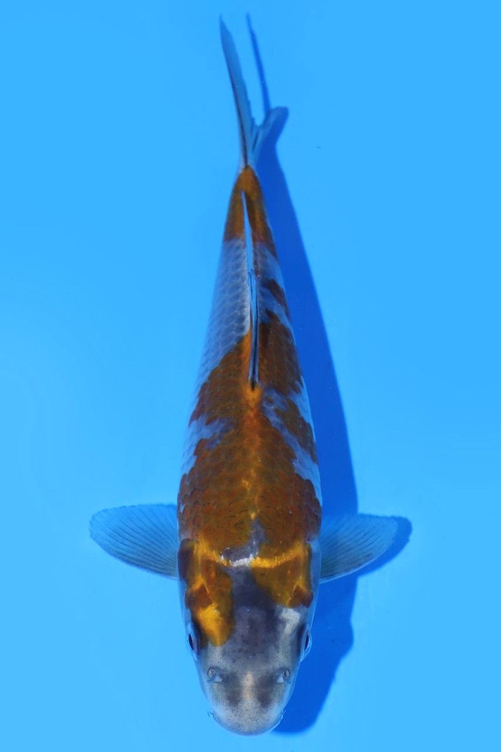 Juara 5