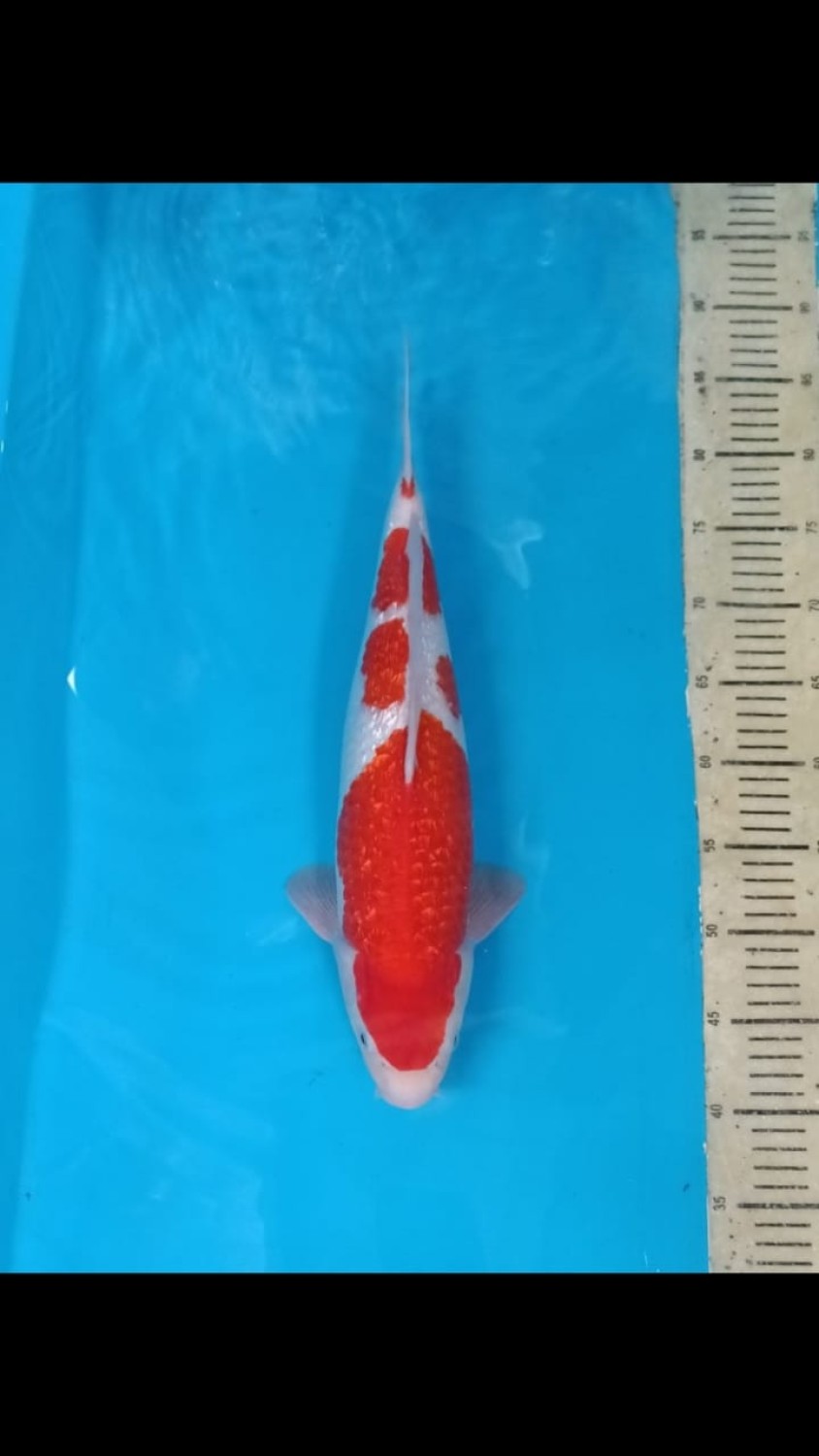 Best In Size B 41 - 45 cm