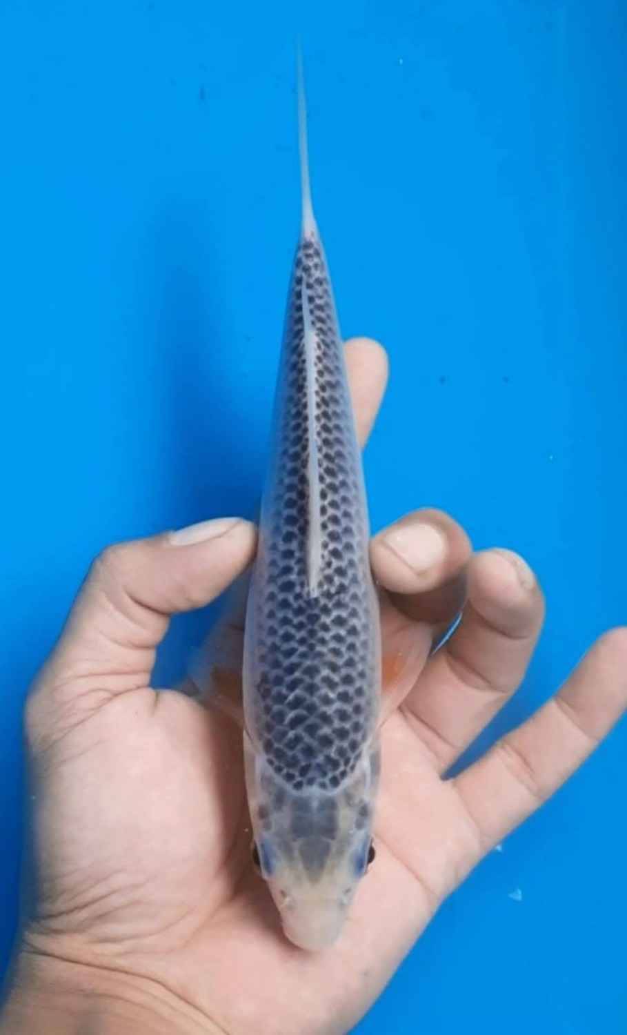 Juara 5