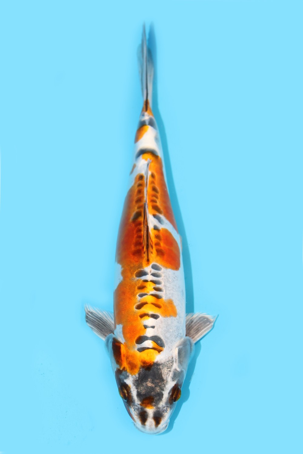 Juara 1