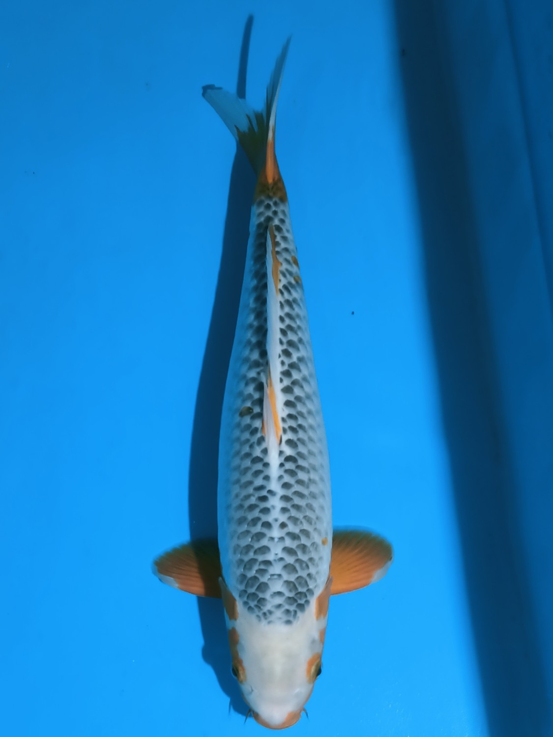 Juara 1