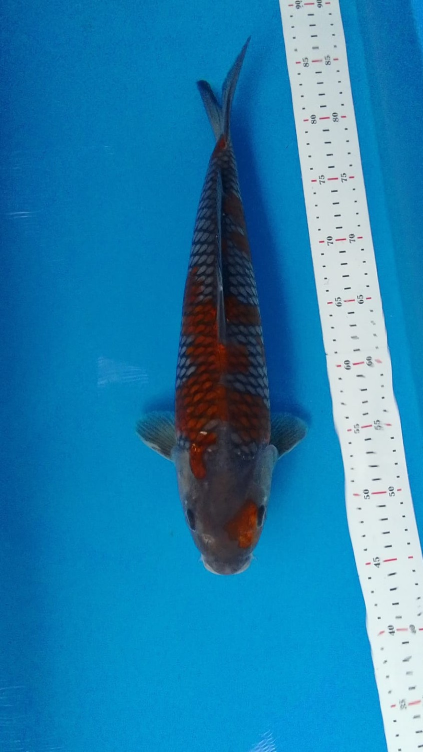 Juara 2