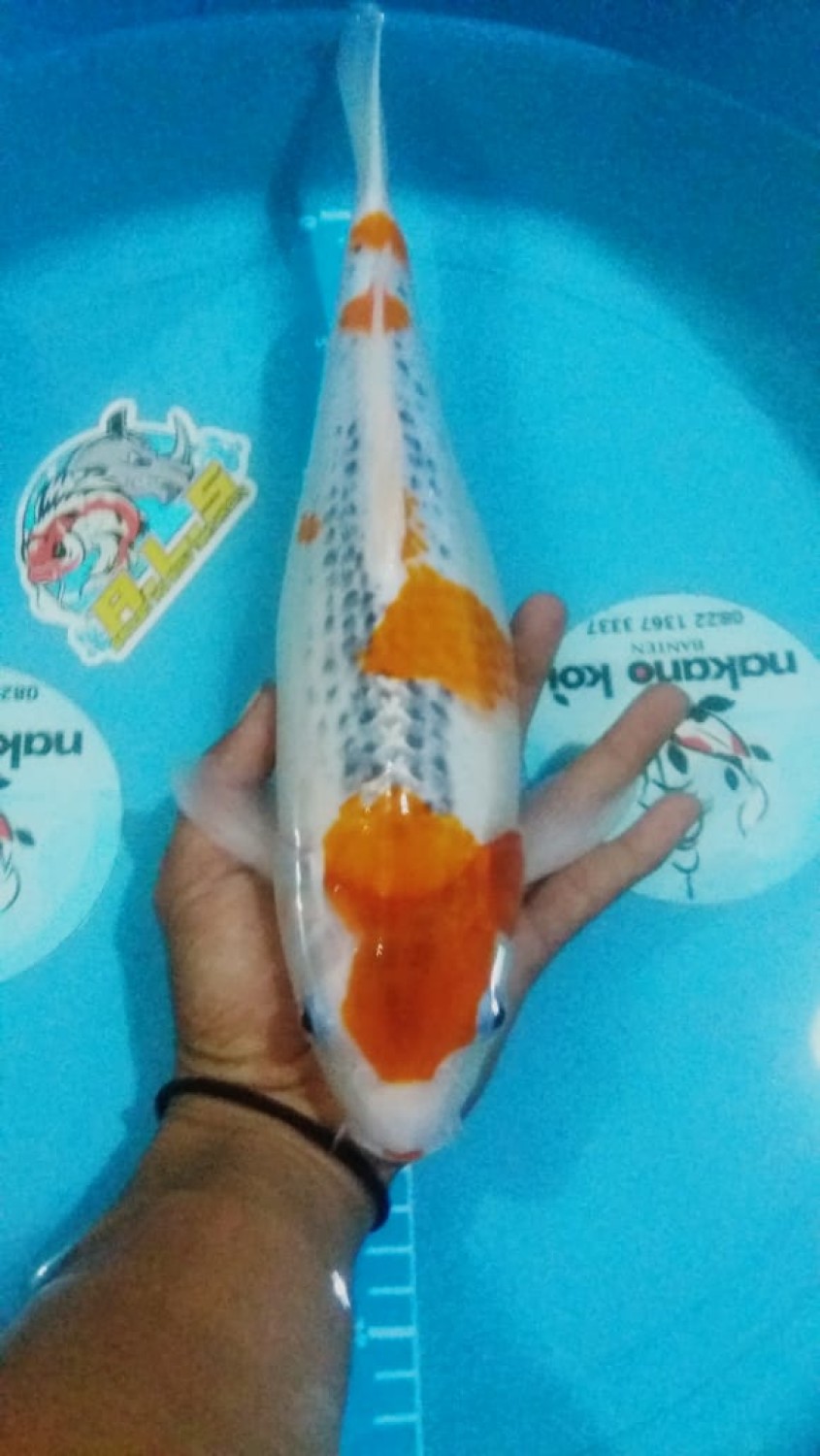 Juara 1