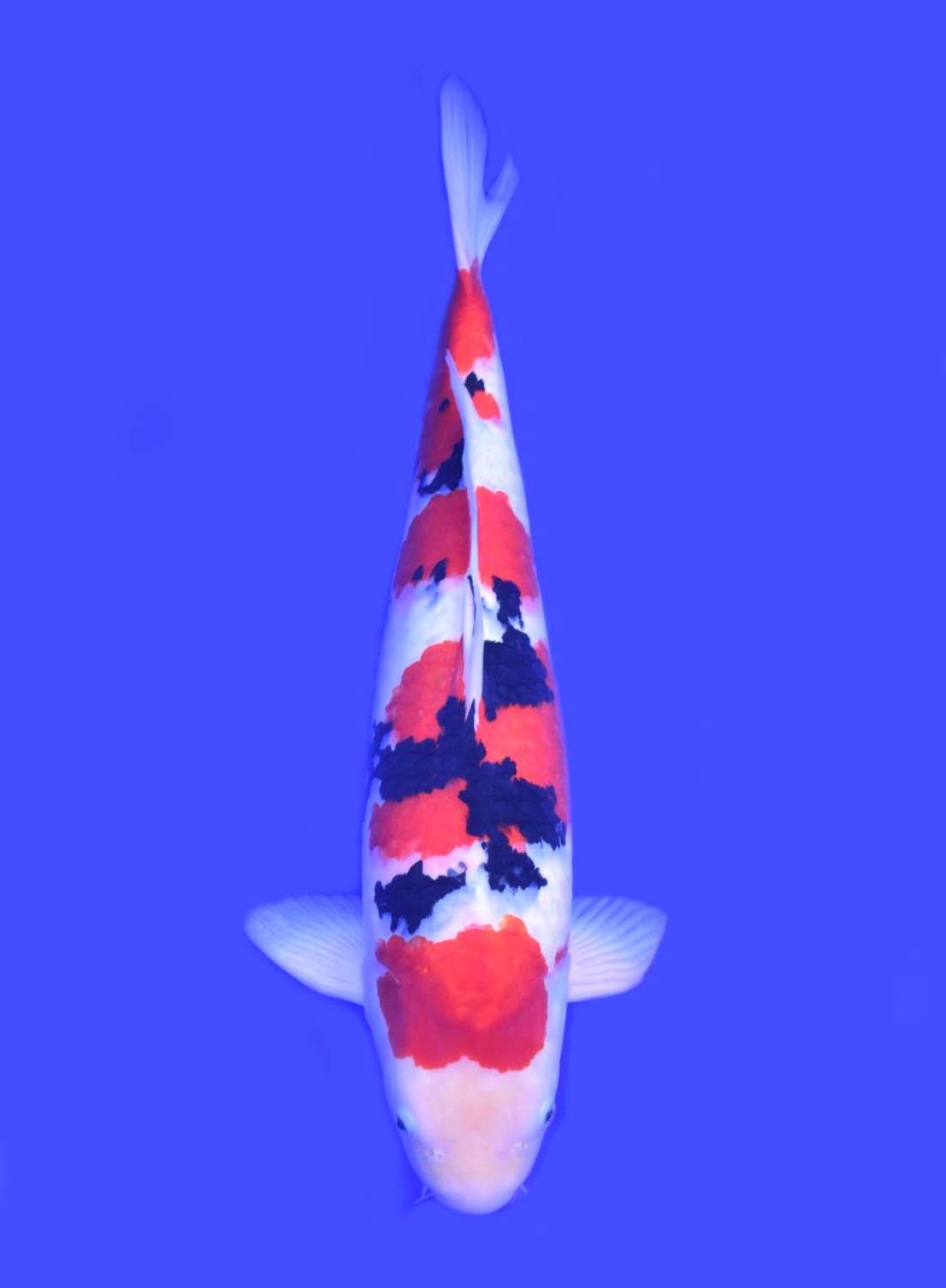 Best In Size A 51 - 55 cm