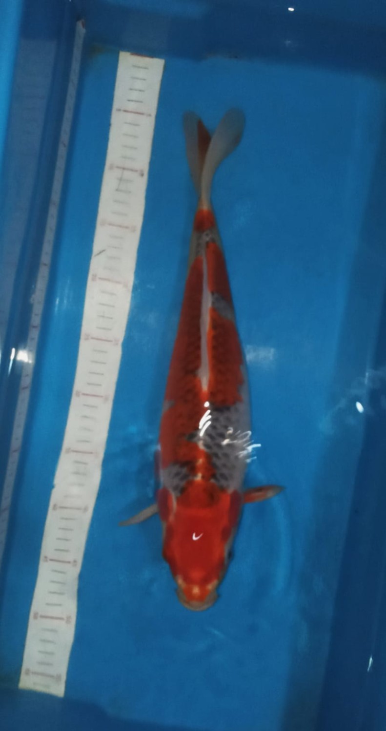 Juara 3