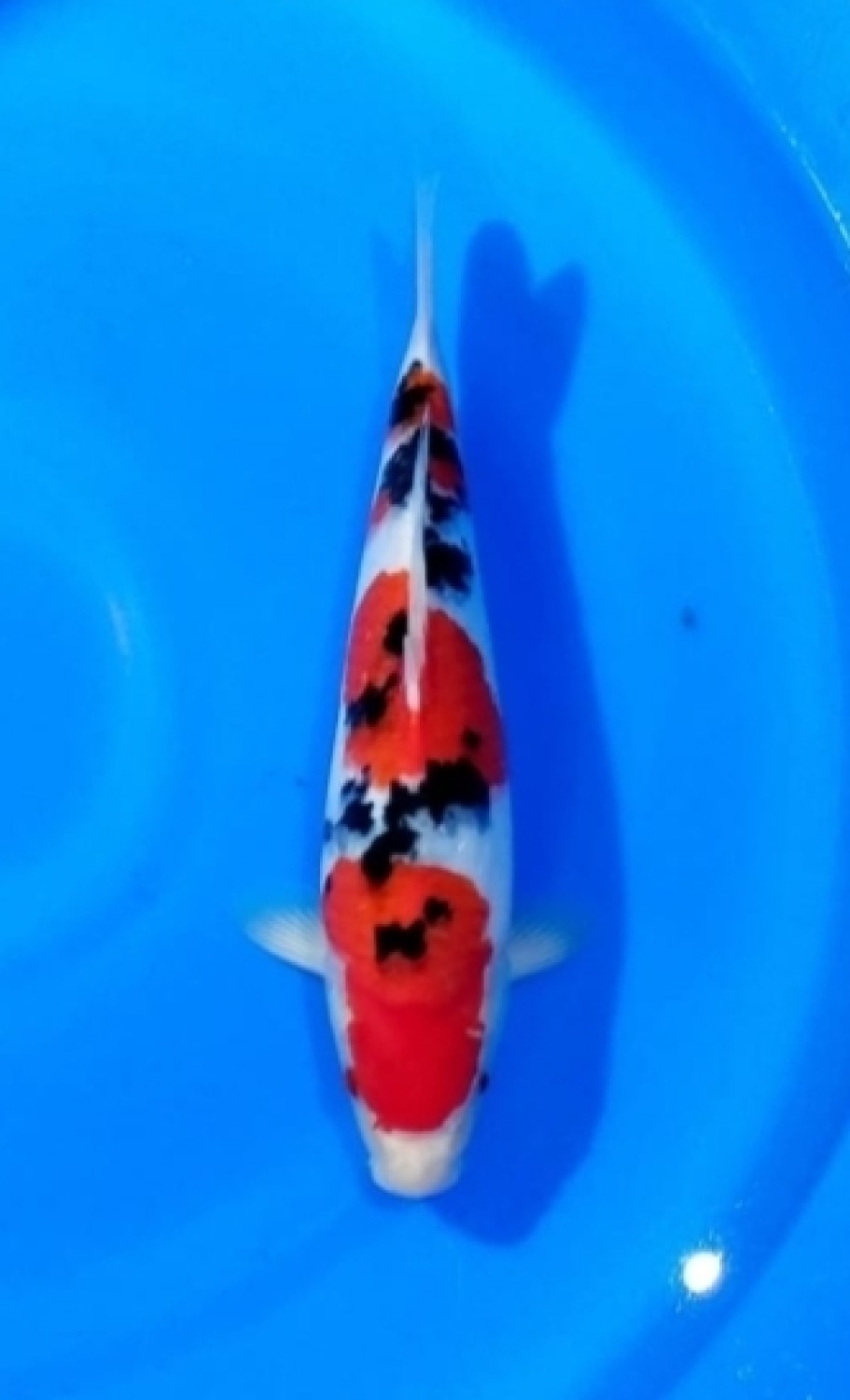 Juara 1