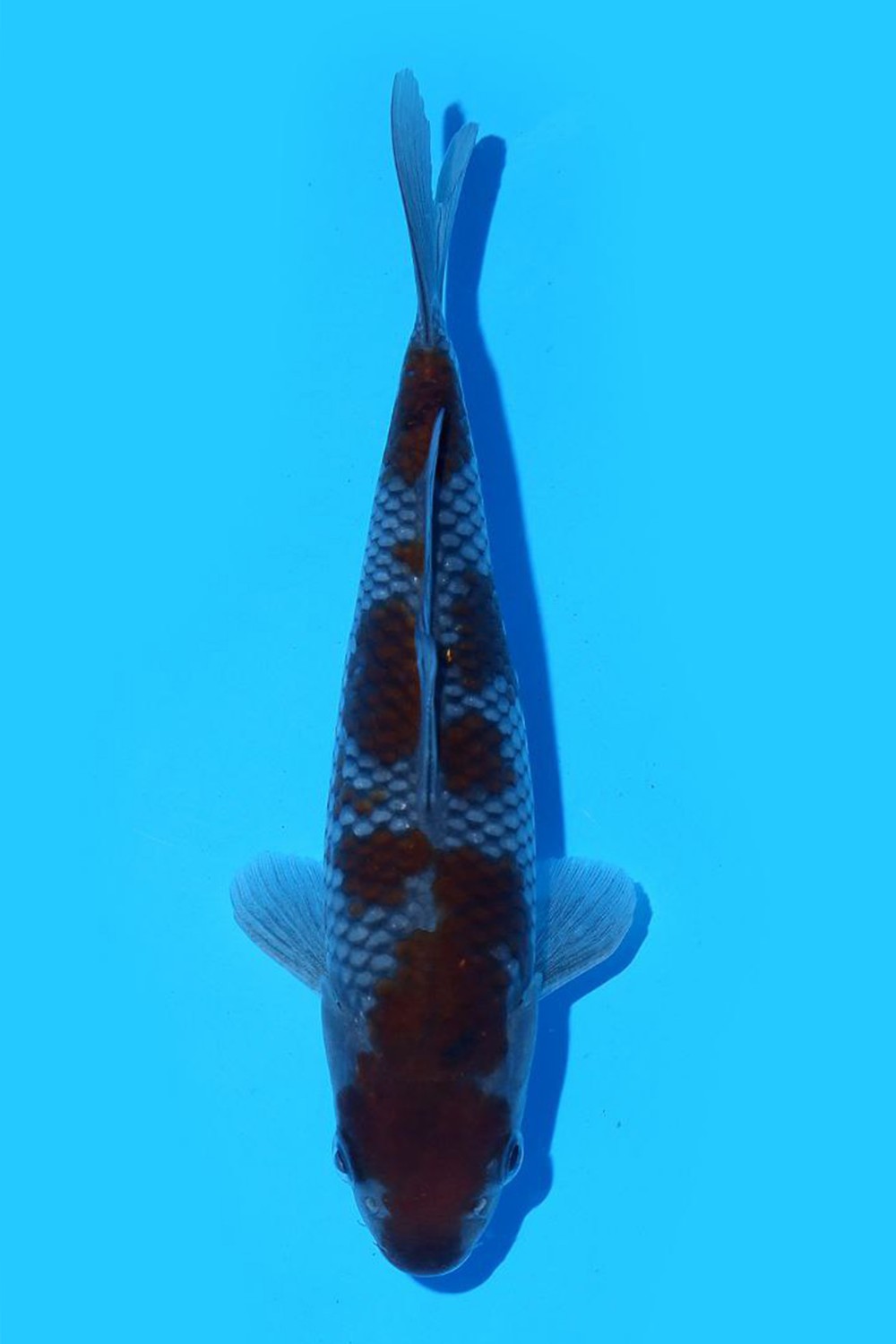 Juara 4
