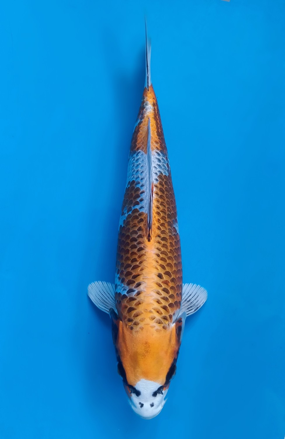 Juara 3