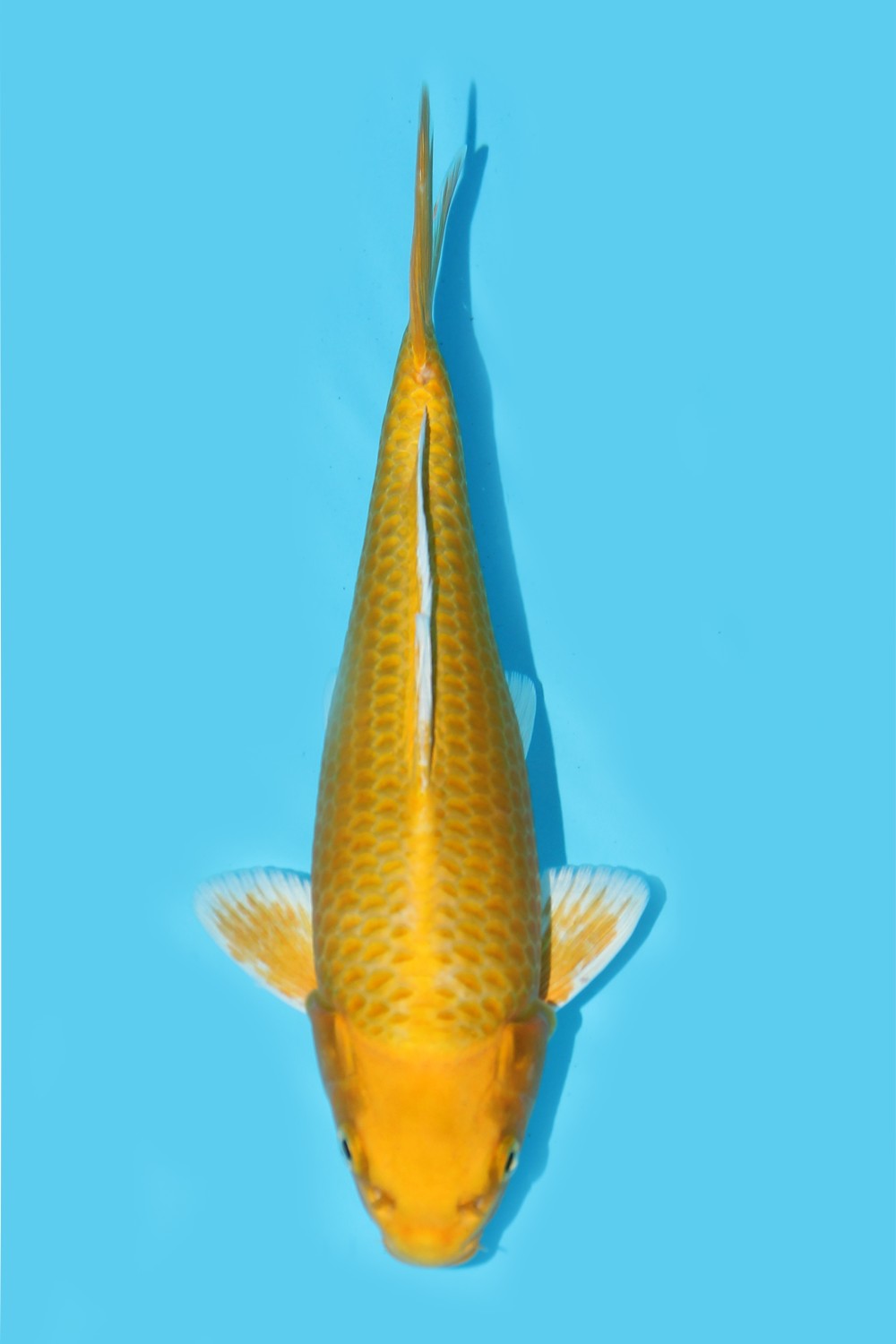 Juara 1