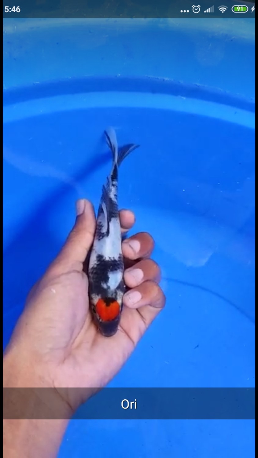 Juara 5