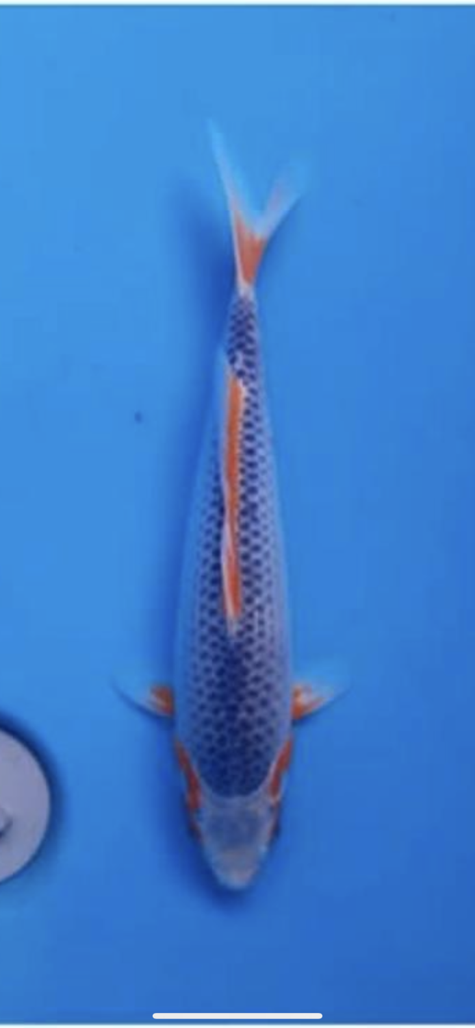 Juara 5