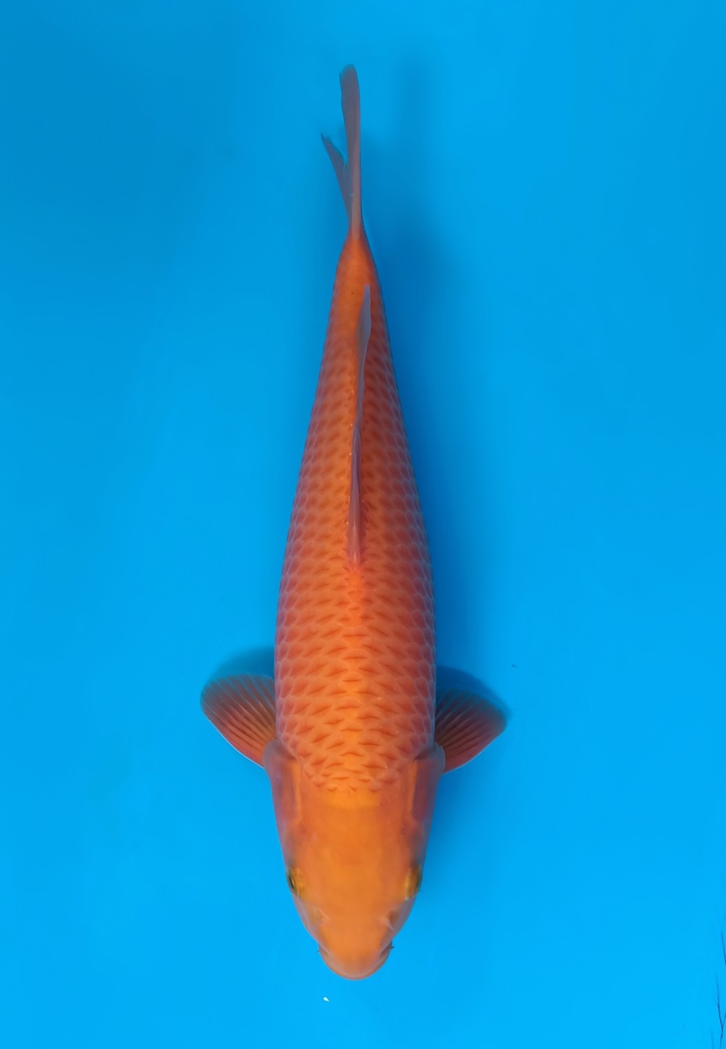 Juara 1