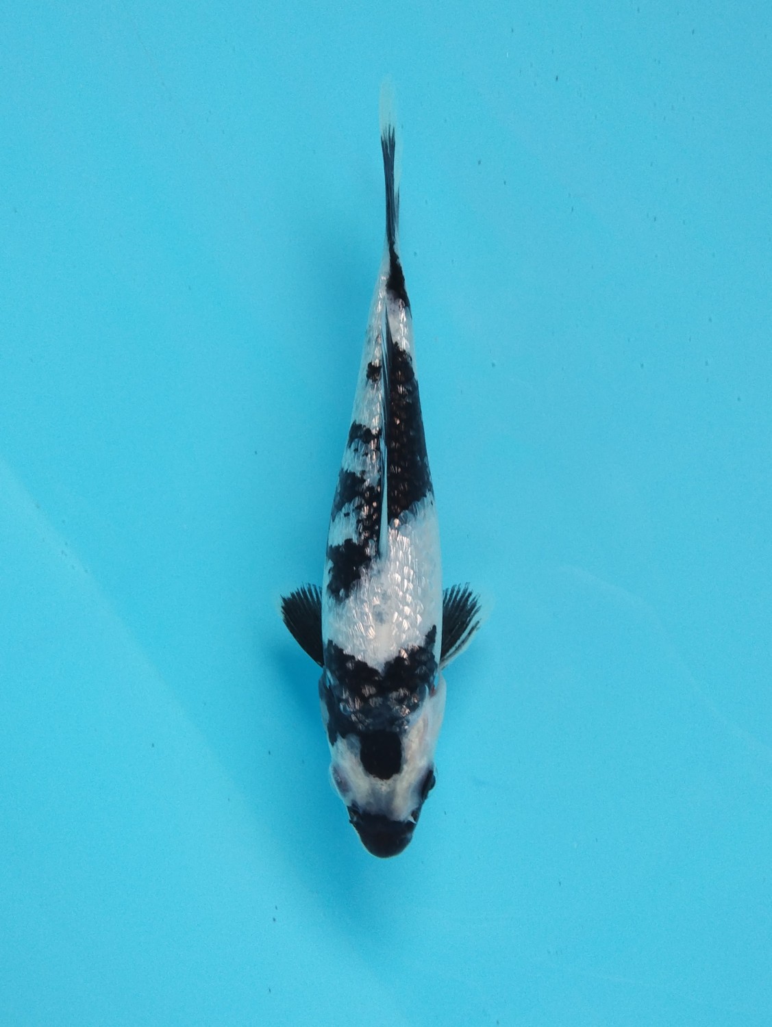 Best In Size C 11-15 cm