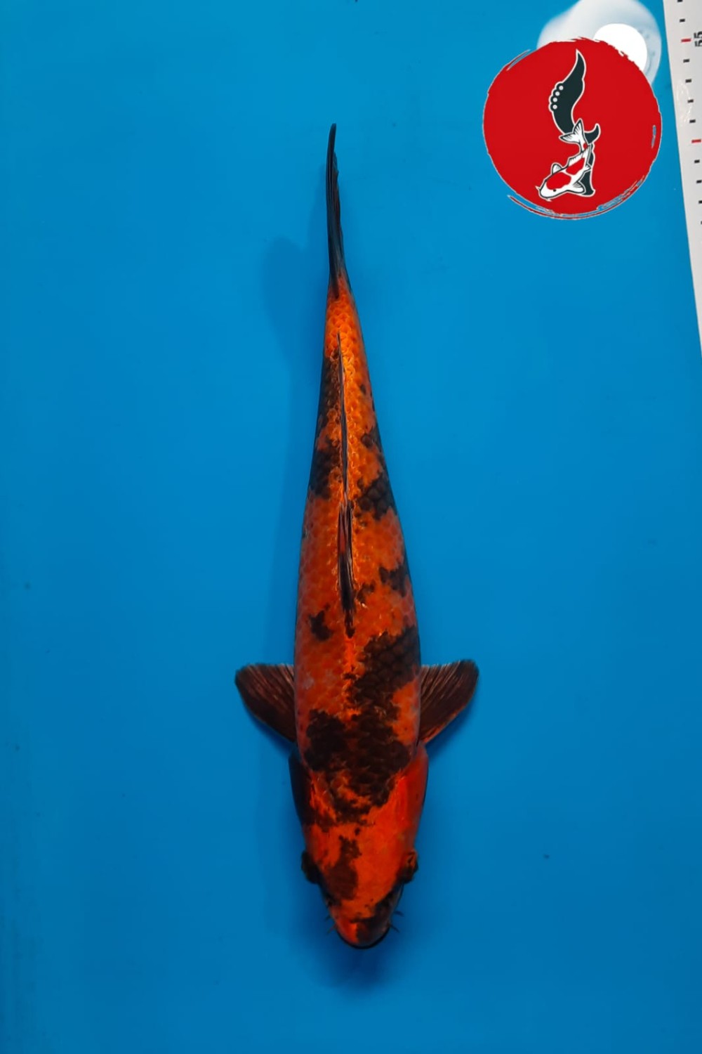 Juara 4
