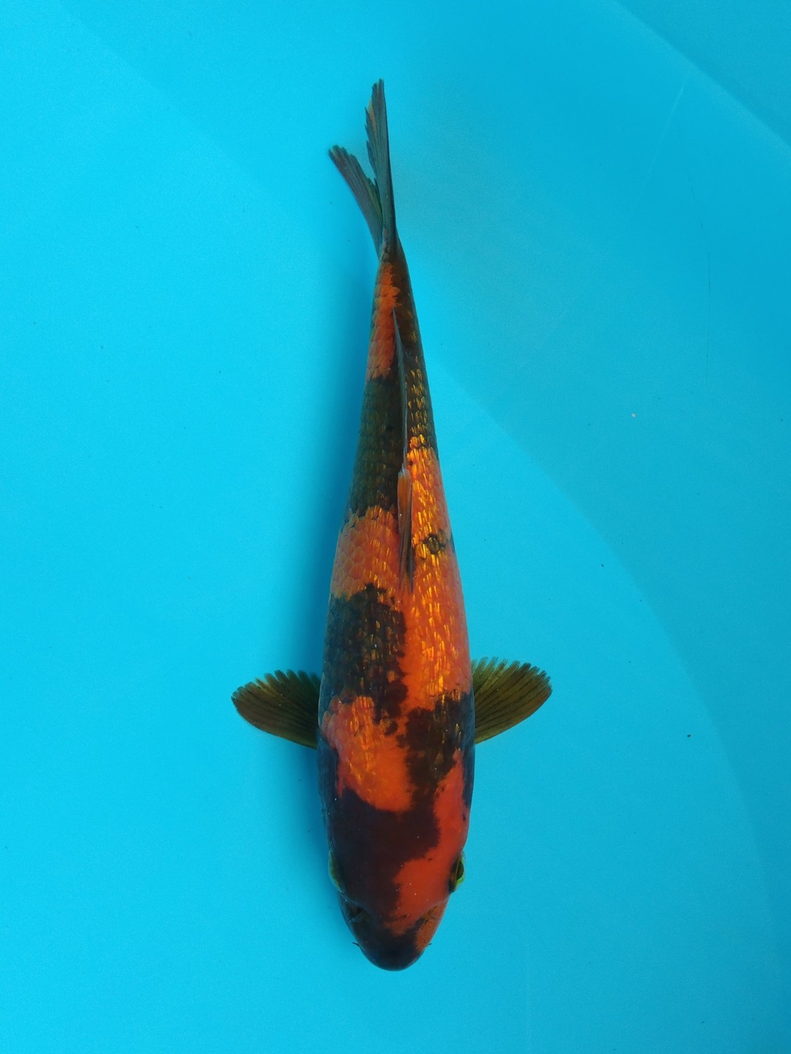 Juara 1