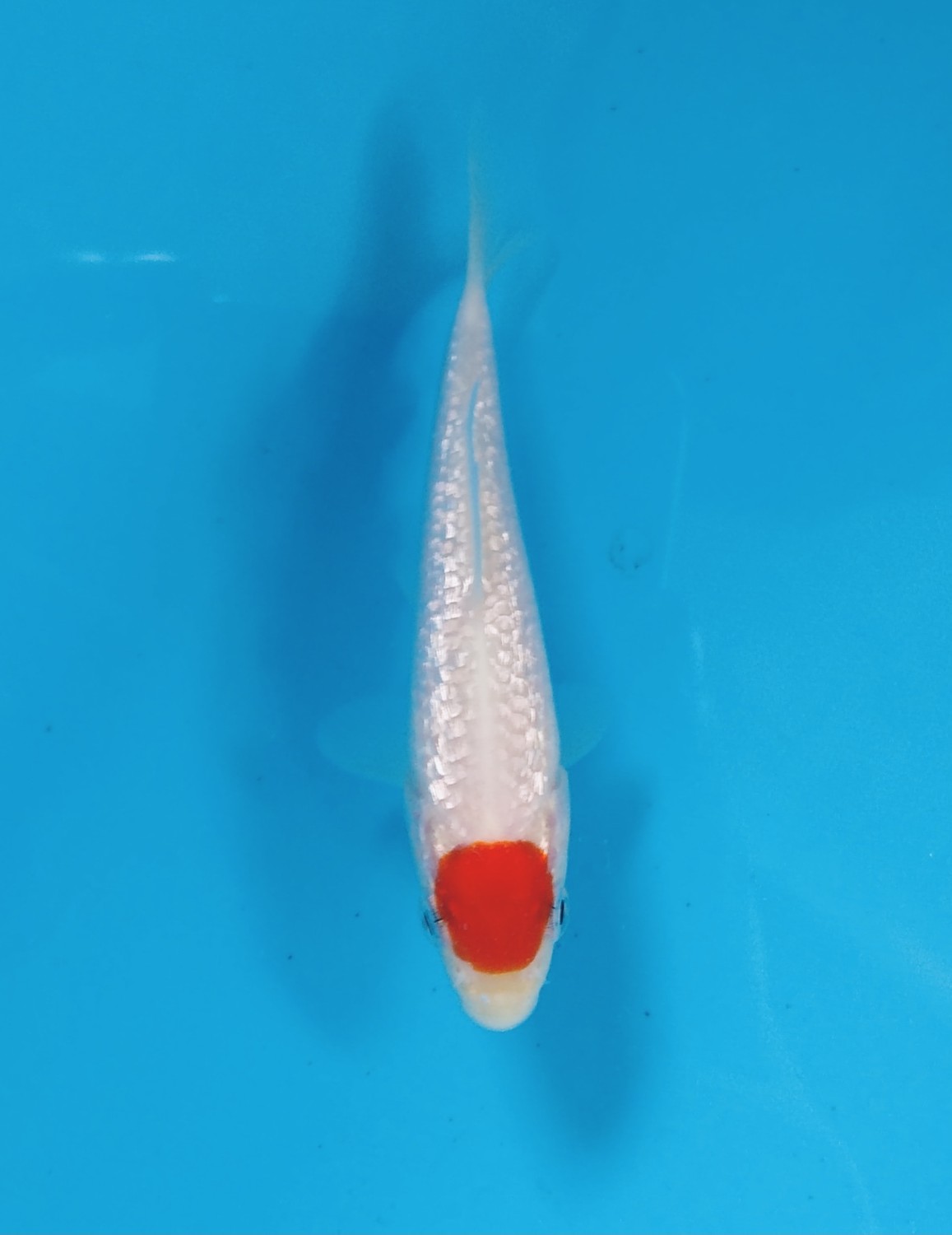 Juara 1