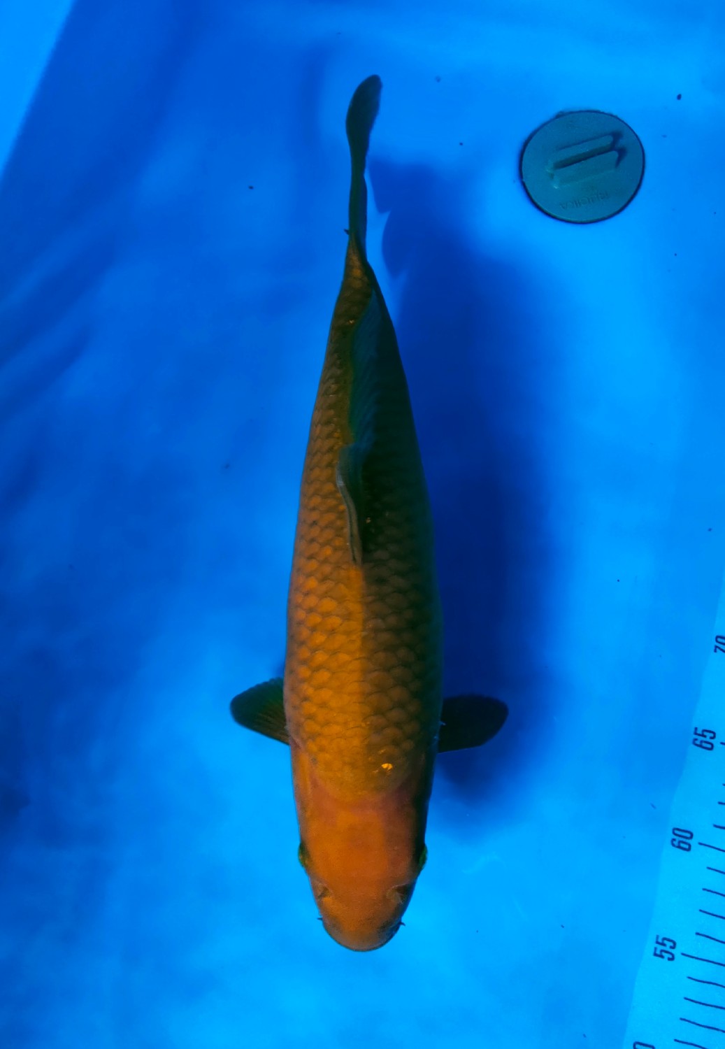 Juara 2