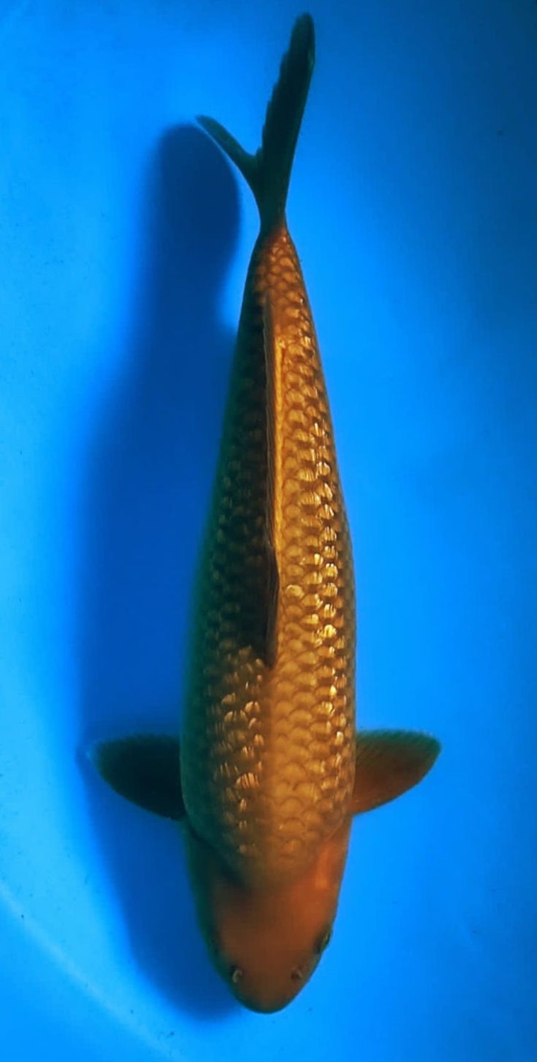 Juara 4